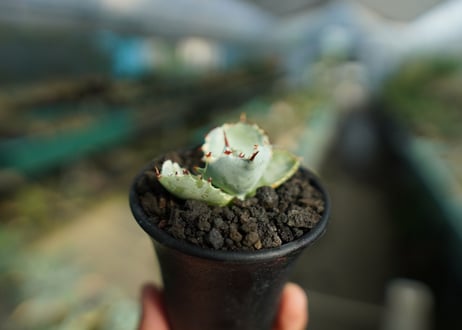 アガベ　兜蟹錦　Agave isthmensis “Kabutogani” variegata  No.3
