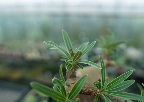 パキポディウム　グラキリス　 Pachypodium Gracilius  No.4