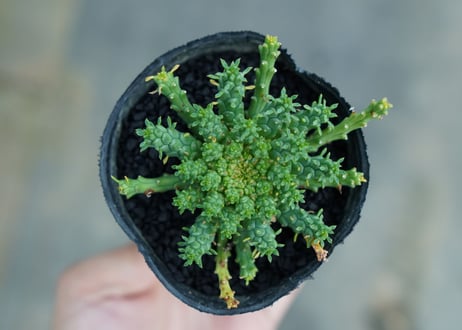 ユーフォルビア　ゴルゴニス　Euphorbia gorgonis  No.3