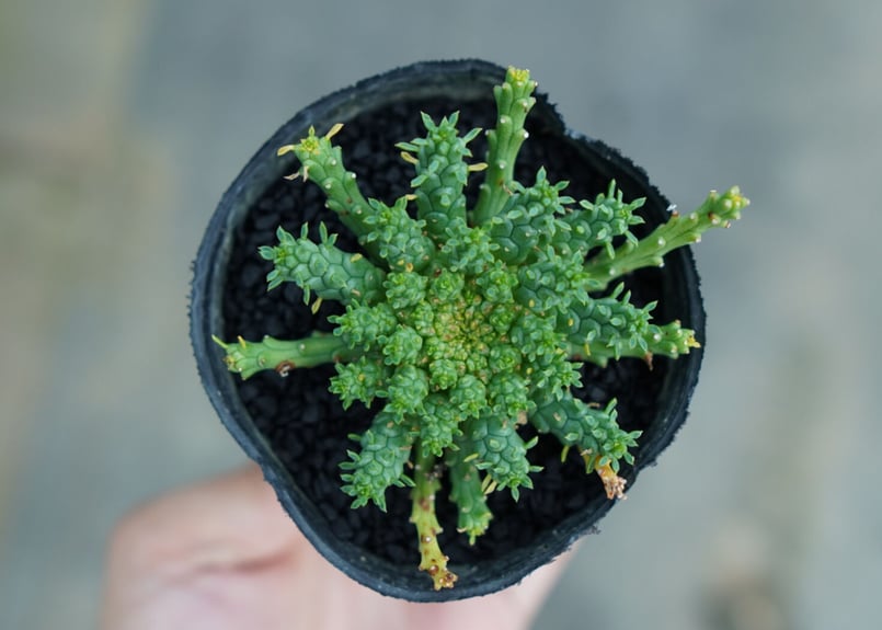 ユーフォルビア ゴルゴニス Euphorbia gorgonis No.3 | mana's