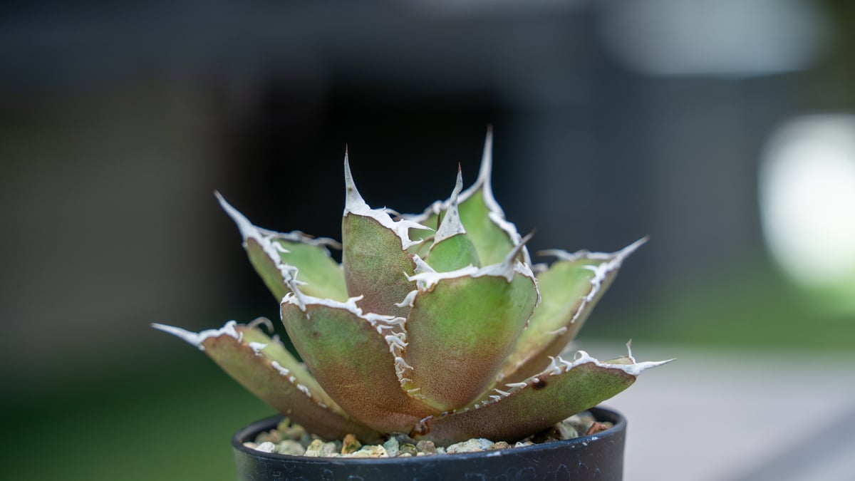 アガベ チタノタ FO-76 NO.1 | mana's farm:塊根植物・アガベ・ドライガ