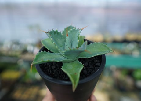 アガベ　イシスメンシス　Agave Isthmensis　No.1