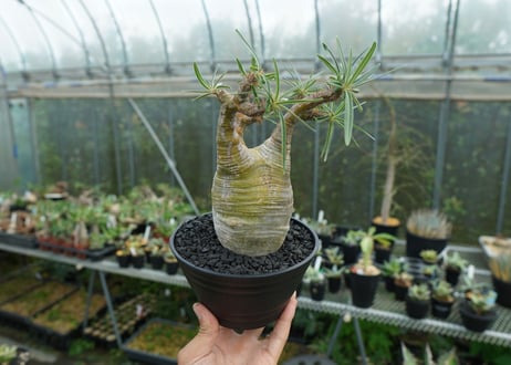 パキポディウム　グラキリス　 Pachypodium Gracilius  No.1