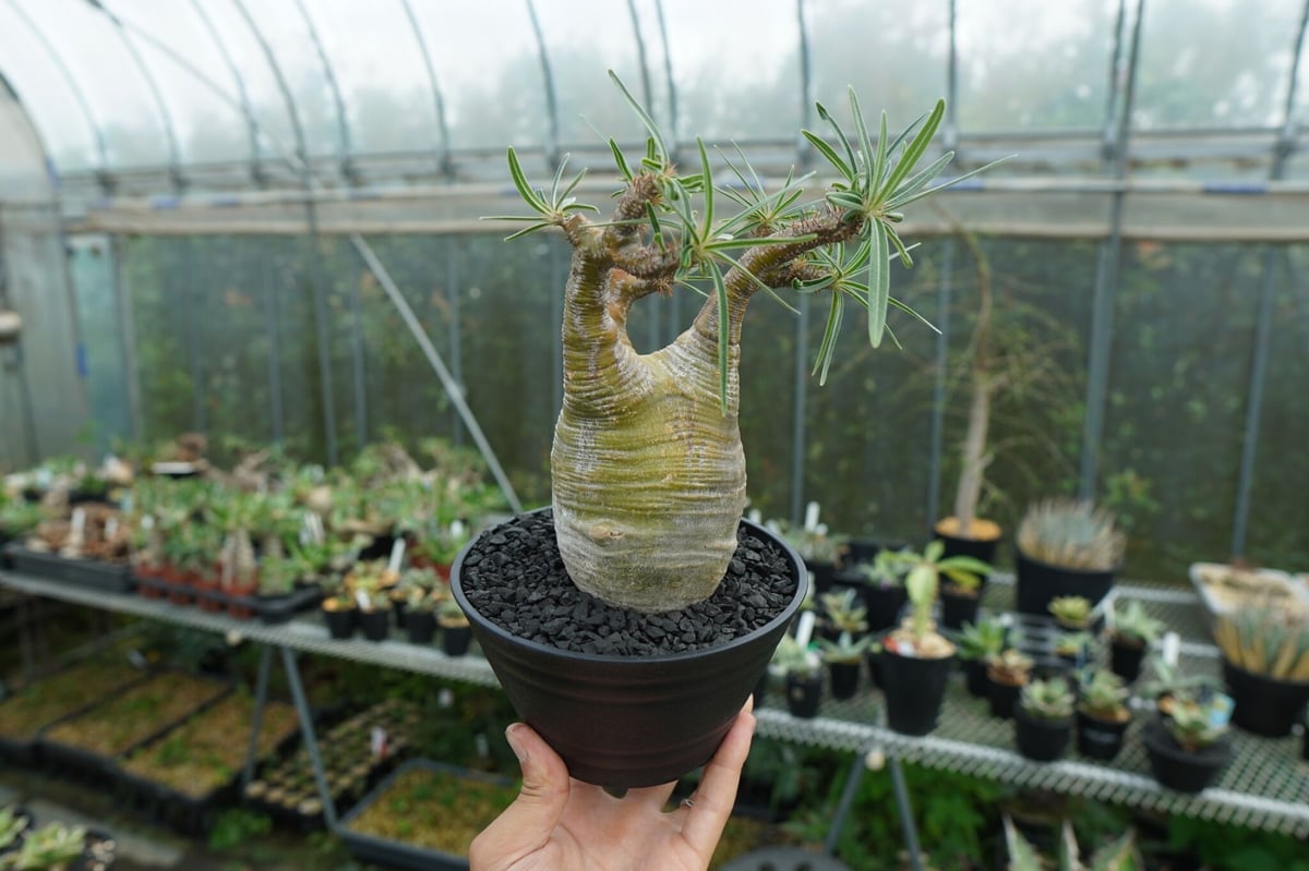 パキポディウム グラキリス Pachypodium Gracilius No.1 | ma