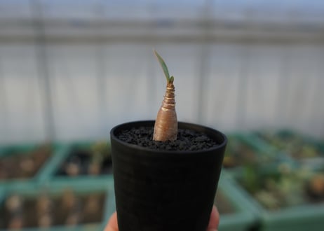 アデニウム　Adenium  No.1