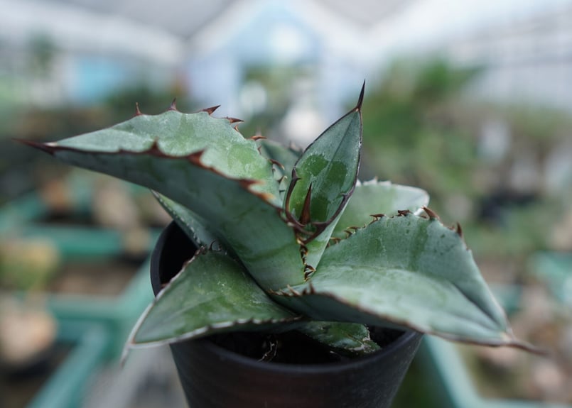 アガベ チタノタ ブルー Agave Titanota Blue No.3 | mana's