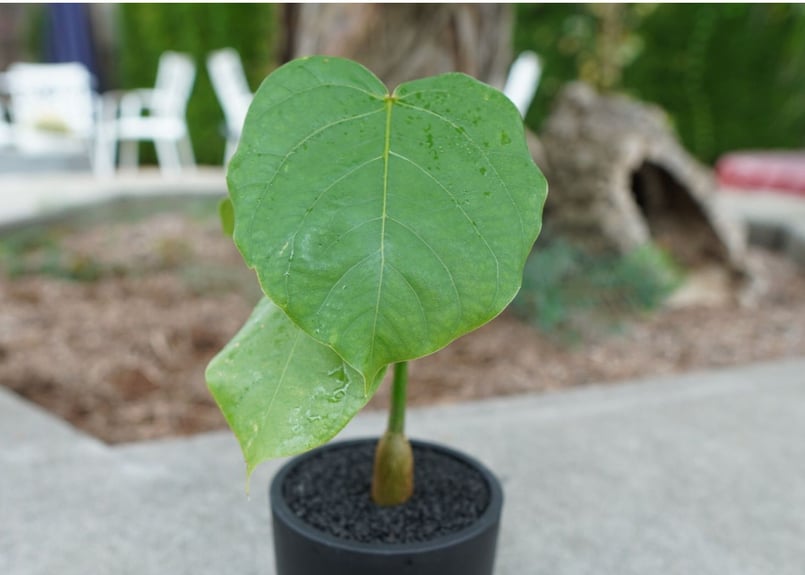 沖縄実生株】プセウド ボンバックス Pseudo bombax | mana's farm