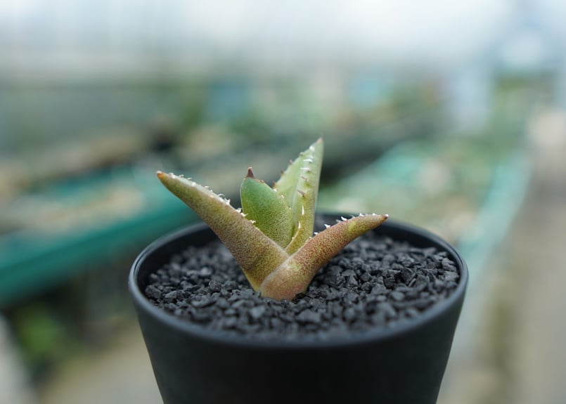 アガベ チタノタ 子株 Agave titanota | mana's farm:塊根植物