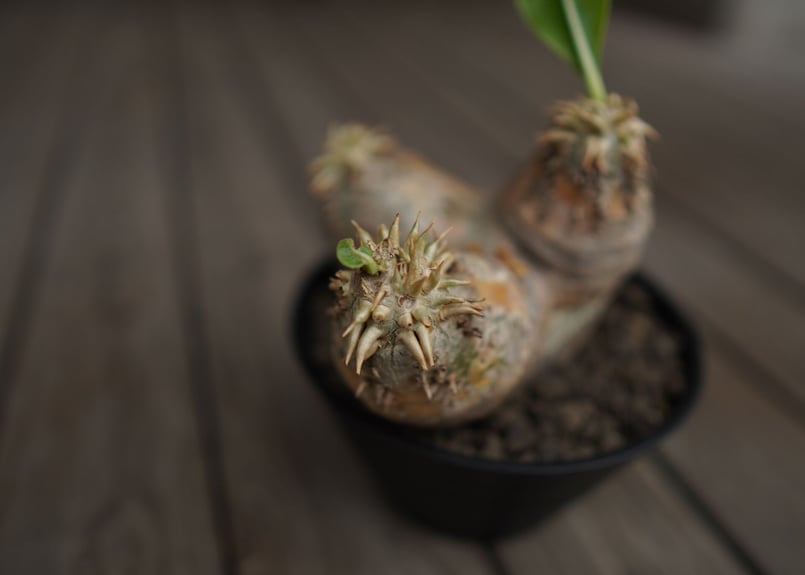 パキポディウム エブレネウム Pachypodium eburneum | mana's fa