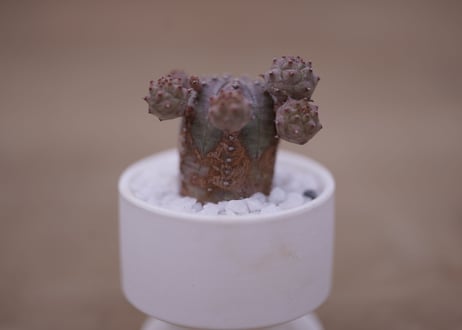ユーフォルビア　オベサブロウ　Euphorbia Obesablow