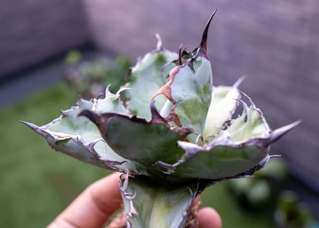 Agave B&B C NO.3