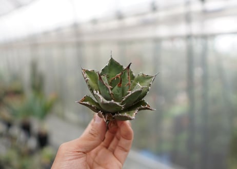 Agave titanota FO-76 C NO.4