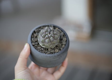 コピアポア 黒王丸 Copiapoa cinerea