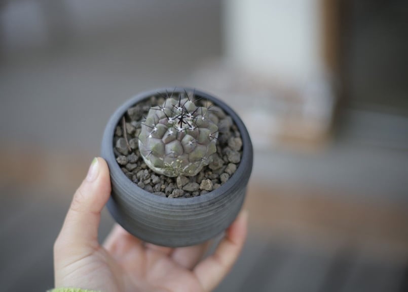 コピアポア 黒王丸 Copiapoa cinerea | mana's farm:塊根植物・ア