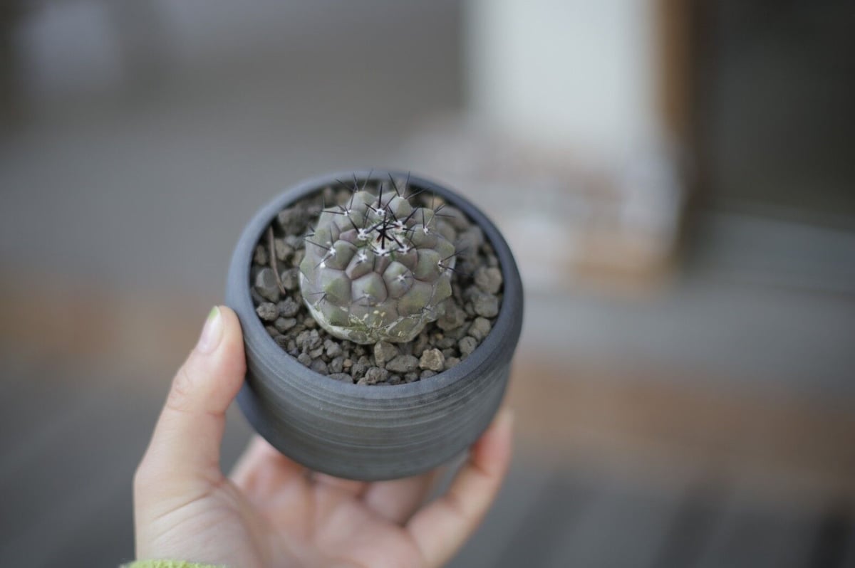 コピアポア 黒王丸 Copiapoa cinerea | mana's farm:塊根植物・ア