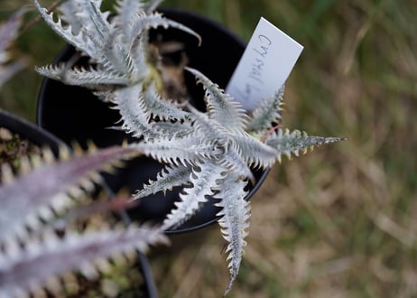 Dyckia Crystalboy