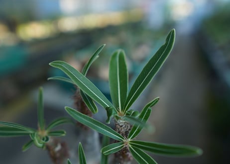 パキポディウム　グラキリス　 Pachypodium Gracilius  No.5