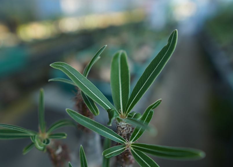 パキポディウム グラキリス Pachypodium Gracilius No.5 | ma