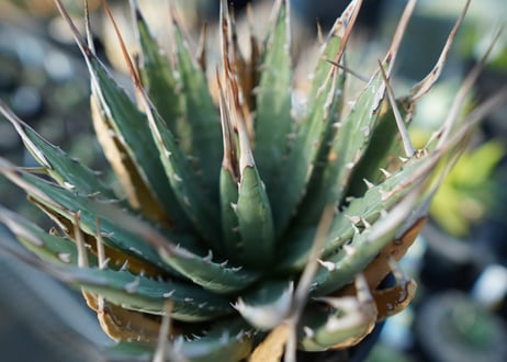 アガベ　ユタエンシス　Agave uthaensis　No.2