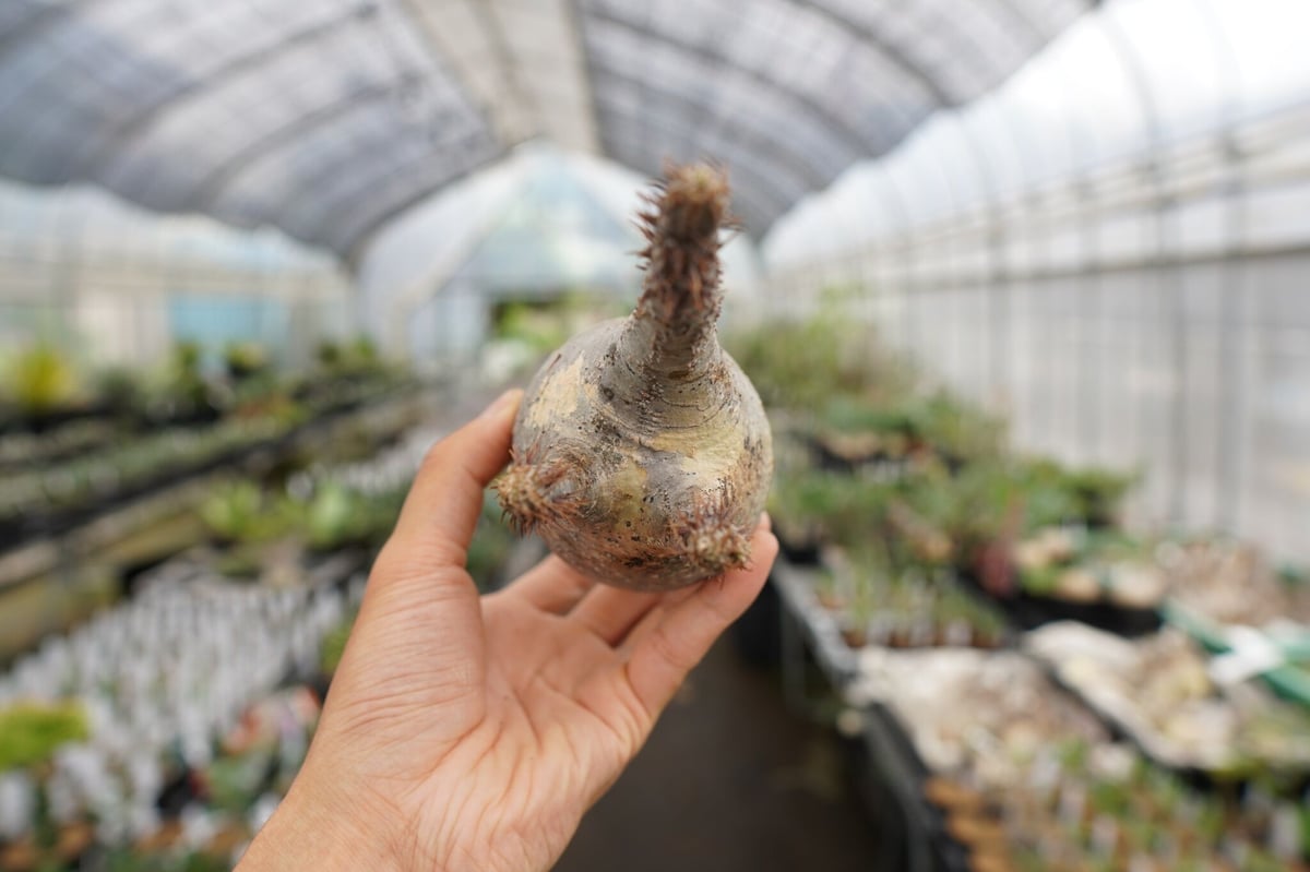 パキポディウム・グラキリス 抜き苗 〈31〉 | mana's farm