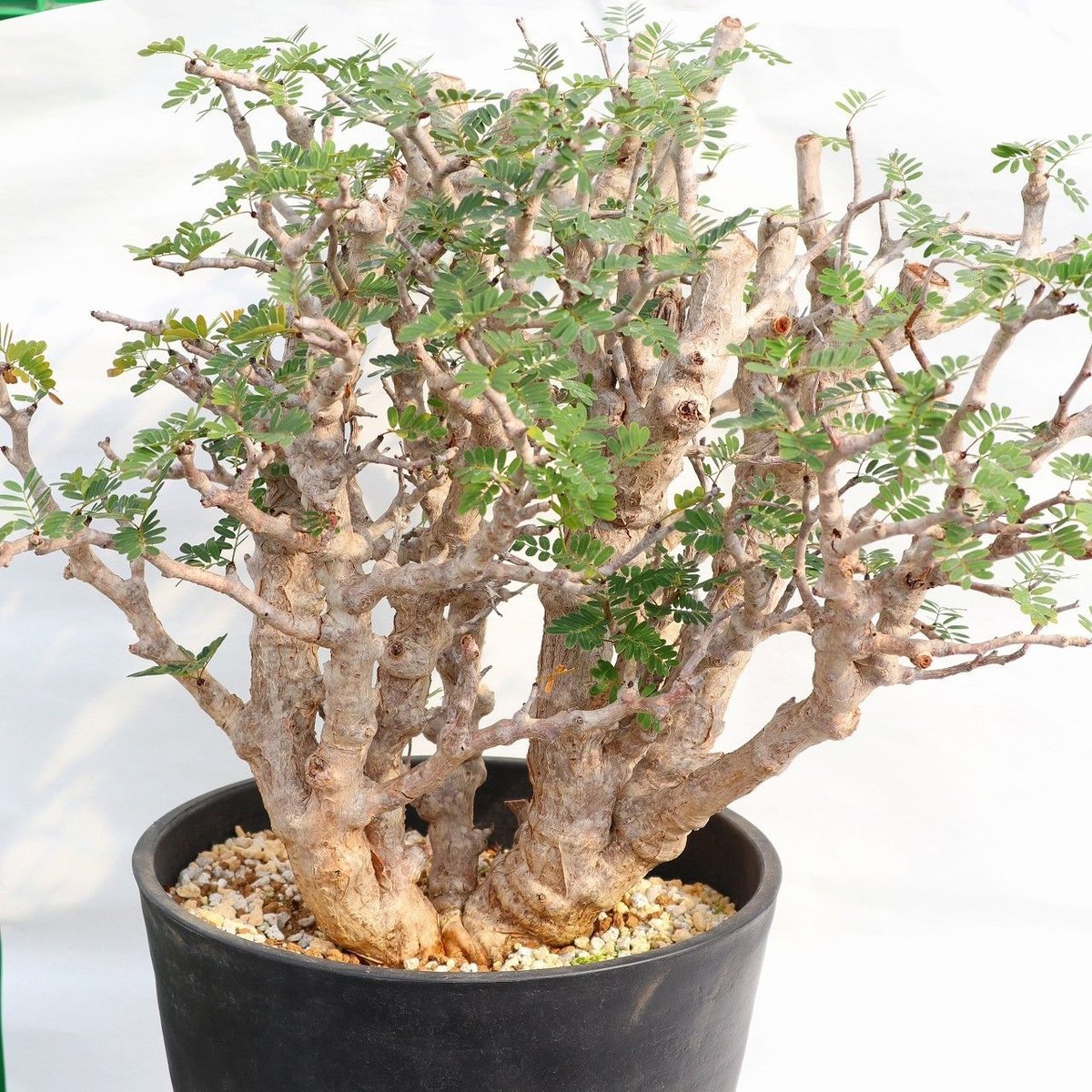 センナ メリディオナリス | mana's farm:塊根植物・アガベ