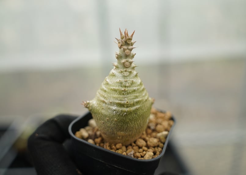 パキポディウム ウィンゾリー 沖縄実生 No.16 | mana's farm:塊根植物