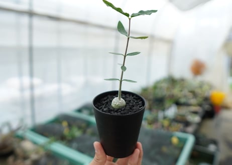 フォッケア　エデュリス　Fockea edulis
