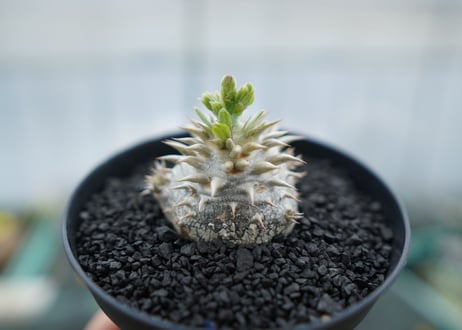 パキポディウム　恵比寿大黒　Pachypodium Densicaule　No.10