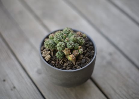 ユーフォルビア プサアドグロボーサ 　Euphorbia pseudoglobosa
