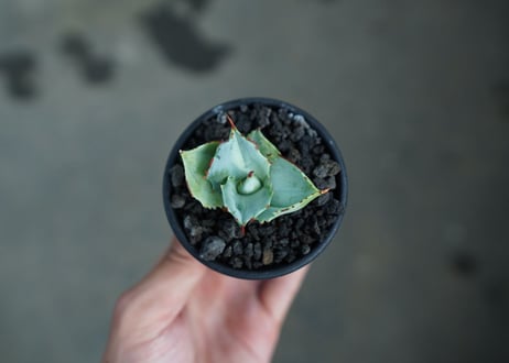 アガベ　兜蟹　Agave isthmensis “Kabutogani”　No.1