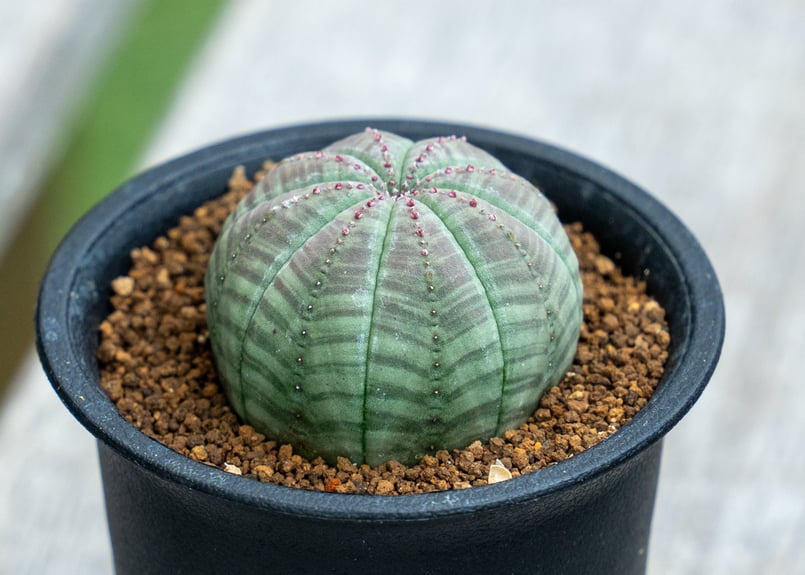 ユーフォルビア オベサ | mana's farm:塊根植物・アガベ・ドライ