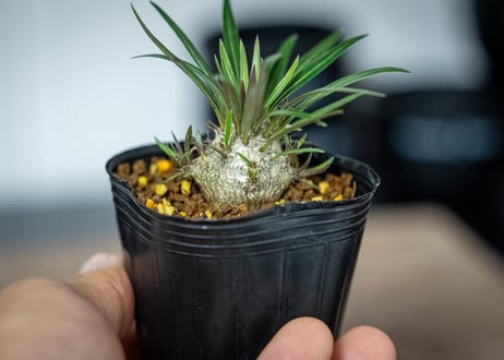 パキポディウム　グラキリス　 Pachypodium Gracilius
