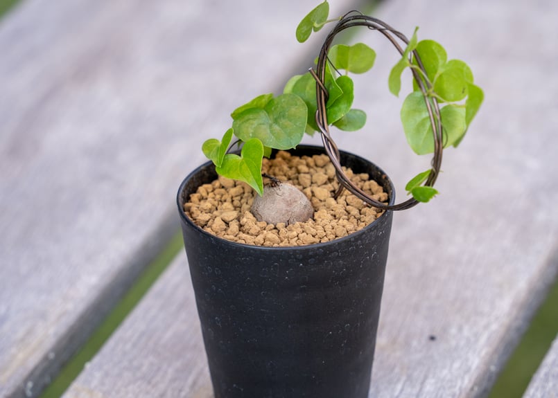 亀甲竜 mana's farm実生 | mana's farm:塊根植物・アガベ