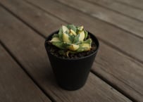 コピアポア デアルバータ 黒士冠 | mana's green:塊根植物販売 コピアポア デアルバータ 黒士冠 | mana's green:塊根植物販売