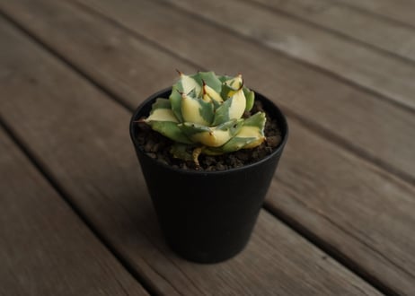 CATEGORY アガベ | mana's farm:塊根植物・アガベ・ドライガーデン植物