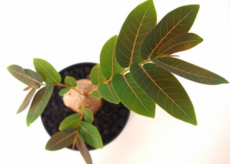 Phyllanthus mirabilis フィランサス　ミラビリス