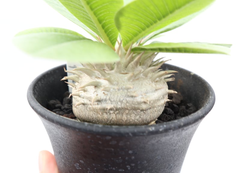 パキポディウム 白花 恵比寿笑い 実生 №5 | mana's farm:塊根植物