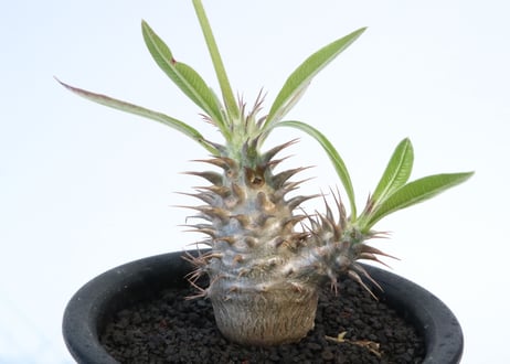 パキポディウム　マカイエンセ　実生　№2