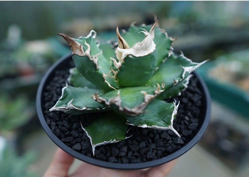 アガベ チタノタ 白火焔 agave titanota white fire 子株 No.3 ...