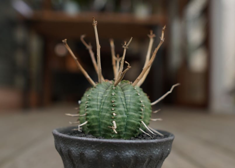 ユーフォルビア・バリダ　子株セット　塊根　コーデックス ユーフォルビア・バリダ 子株セット 塊根 コーデックス 成長比較