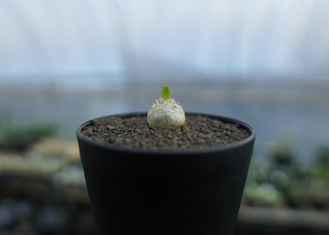 パキポディウム　恵比寿笑い　Pachypodium brevicaule　No.4