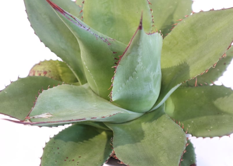 アガベ シャウイー | mana's farm:塊根植物・アガベ・ドライガーデン