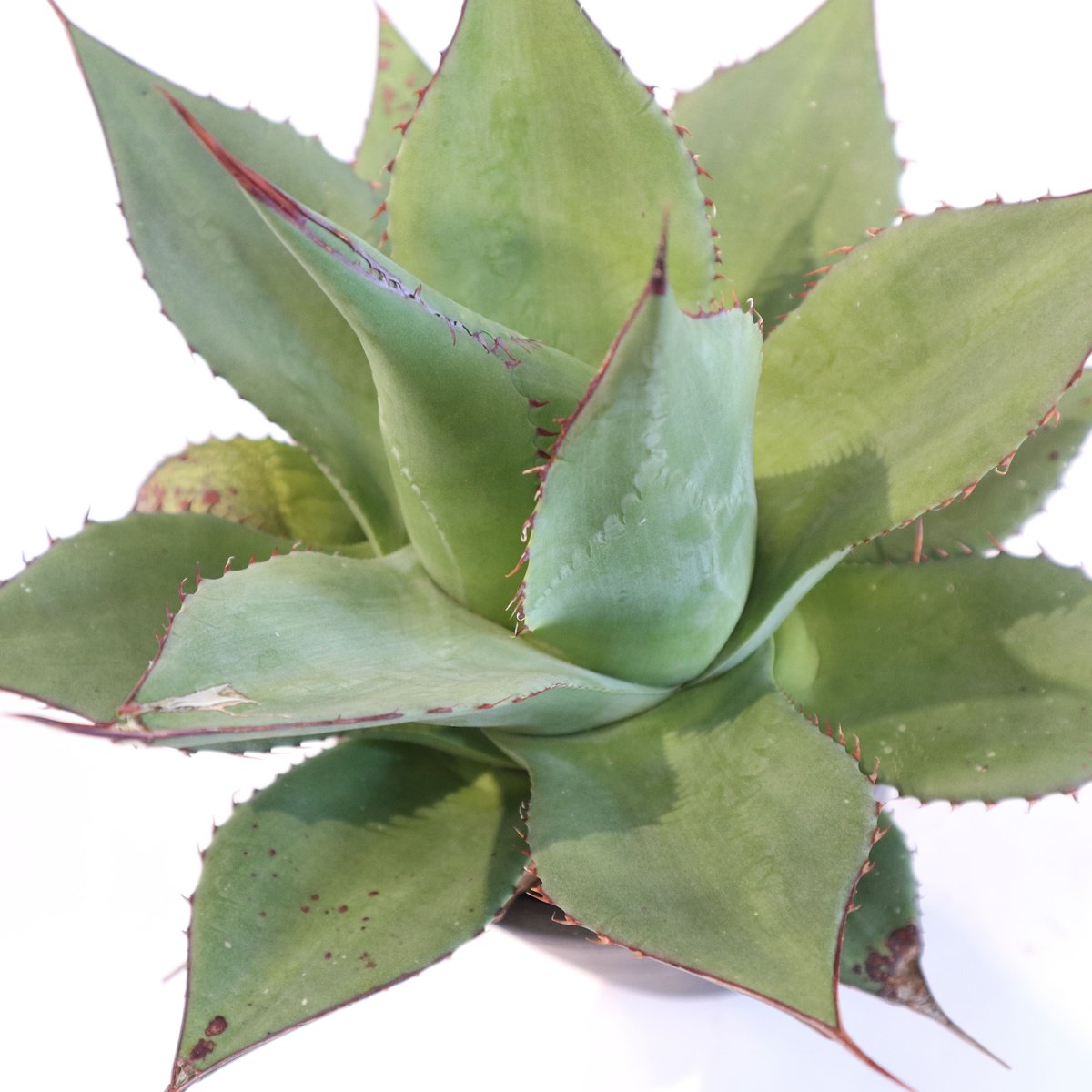 アガベ シャウィー パラサナ ハイブリッド ジェレミー シャウパー