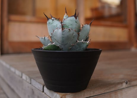 Agave titanota 'black and blue'　No.1