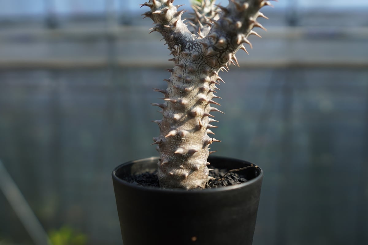パキポディウム デンシフローラム Pachypodium densiflorum No.2