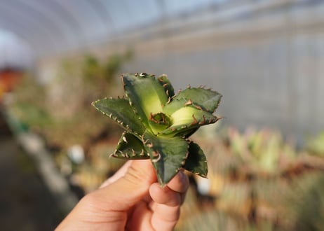 agave titanota ソーラーエクリプス　 NO.1