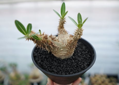 パキポディウム　デンシフローラム　Pachypodium densiflorum　No.2