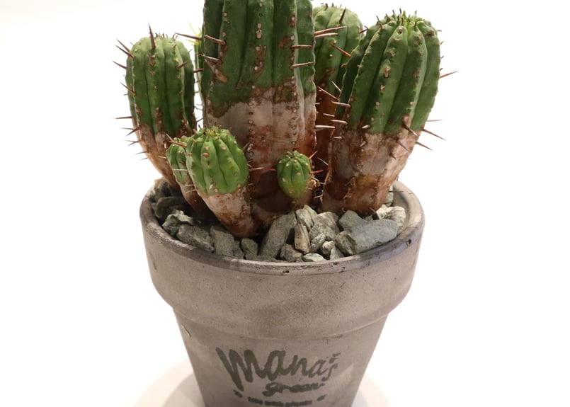 ユーフォルビア 紅キリン | mana's farm:塊根植物・アガベ・ドライ