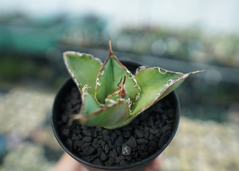 アガベ チタノタ 白鯨 大株 親株 オマケあり 台湾株】 アガベ チタノタ 白鯨 スパチタ 強棘 特選 OC株 台湾株