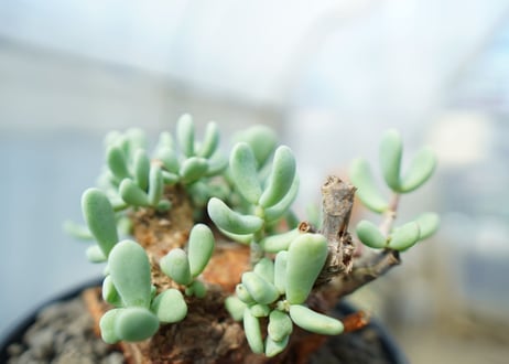 ケラリア　ピグマエア　Ceraria pygmaea 　No.5